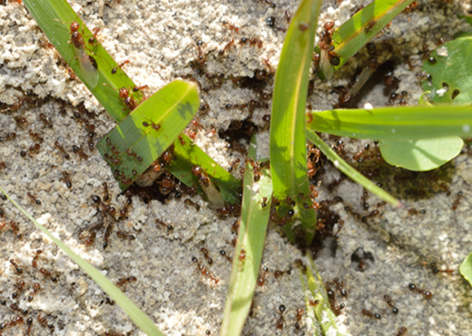 A picture of fire ants congregated around a plant.