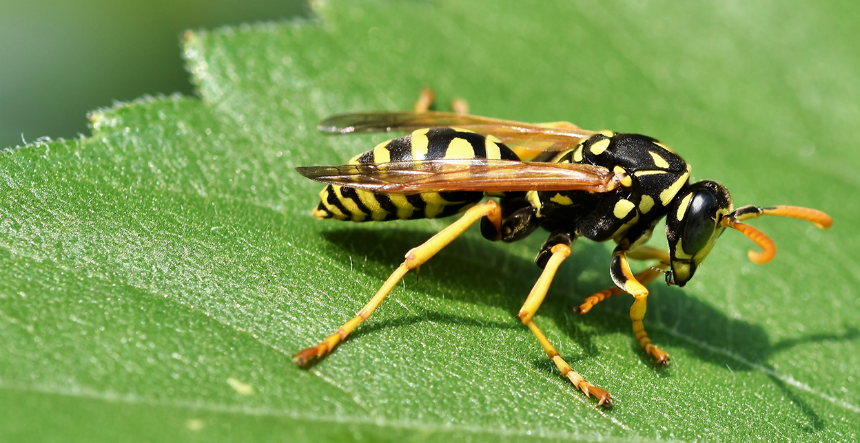 Hornet on a leaf