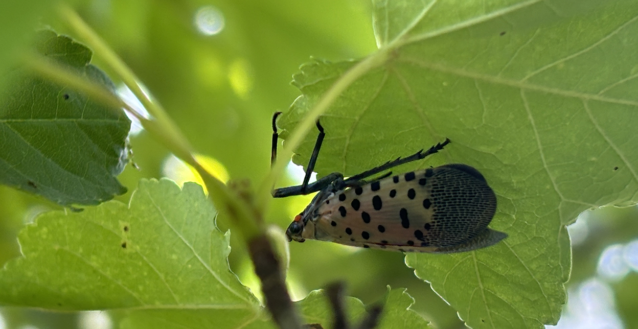 Lanternfly on a leaf