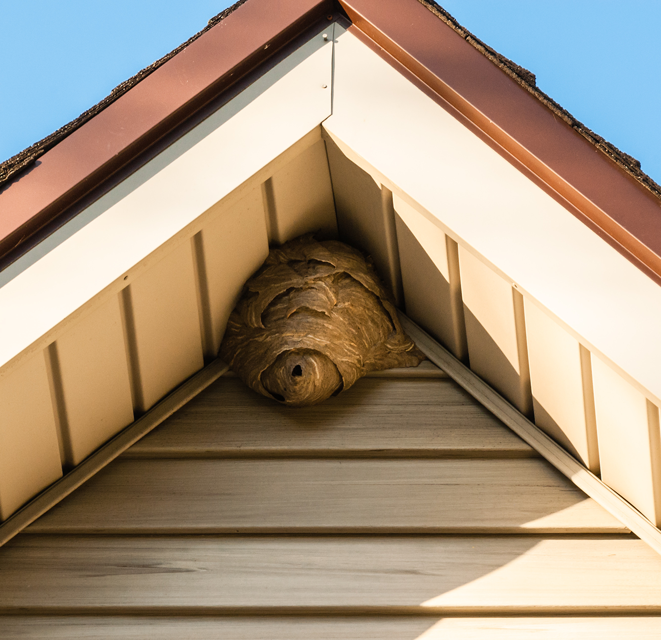 Hornet nest on a roof