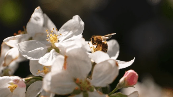 A bee pollinating a flower.