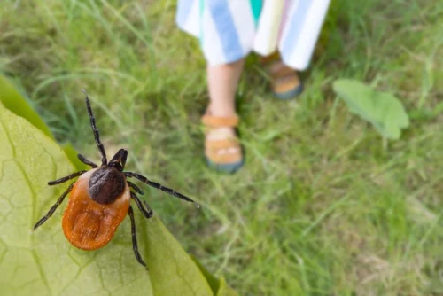 Deer Tick on a plant outside near a child.