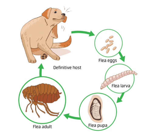 Life cycle of a flea infographic.