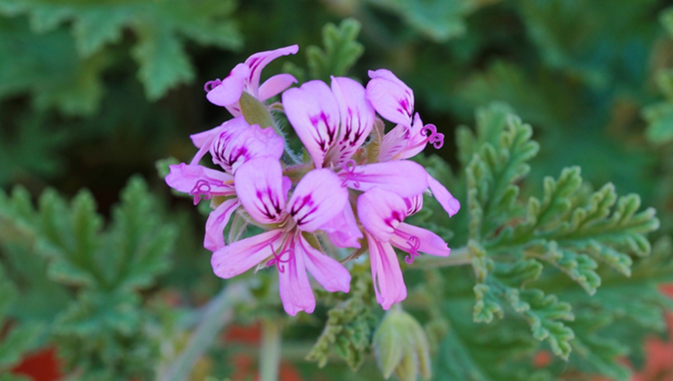 Purple citronella flower.