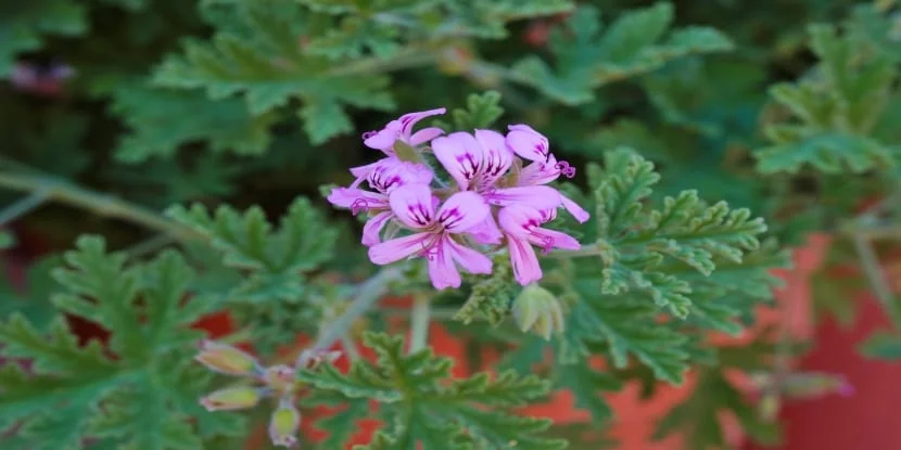 Purple mosquito repellant plant