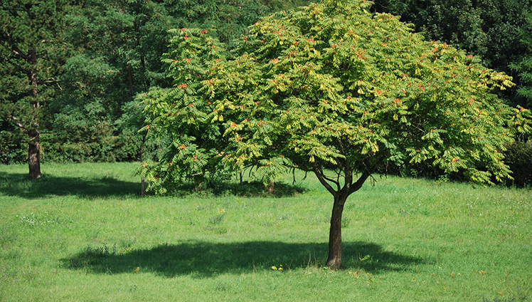 Picture of a tree of heaven