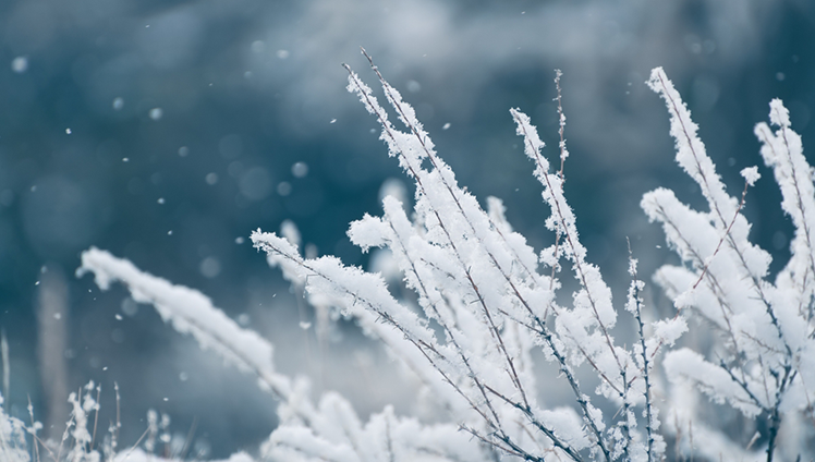 Leaves with snow during winter