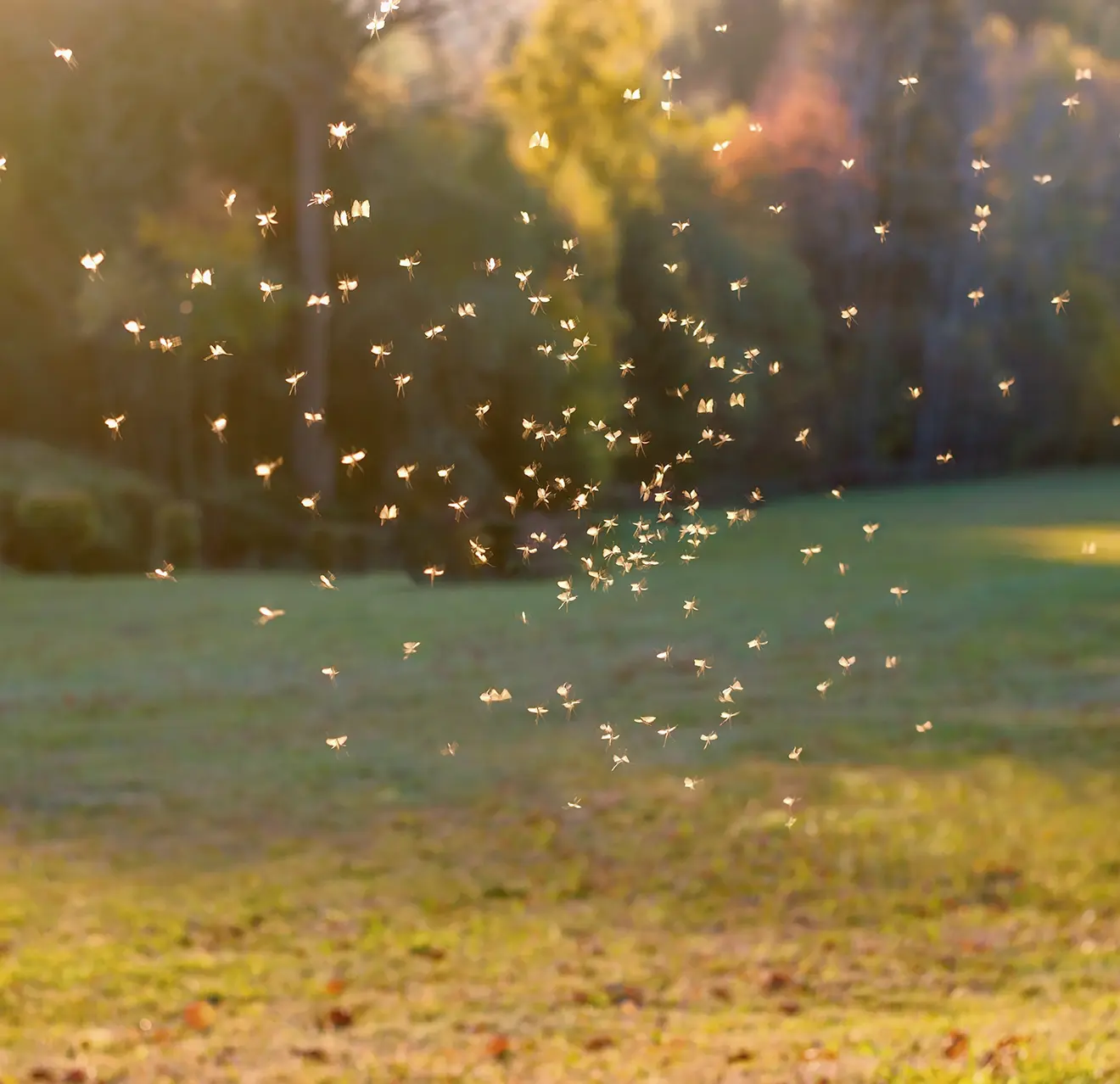 A picture of a group of gnats backlit by the sunlight.