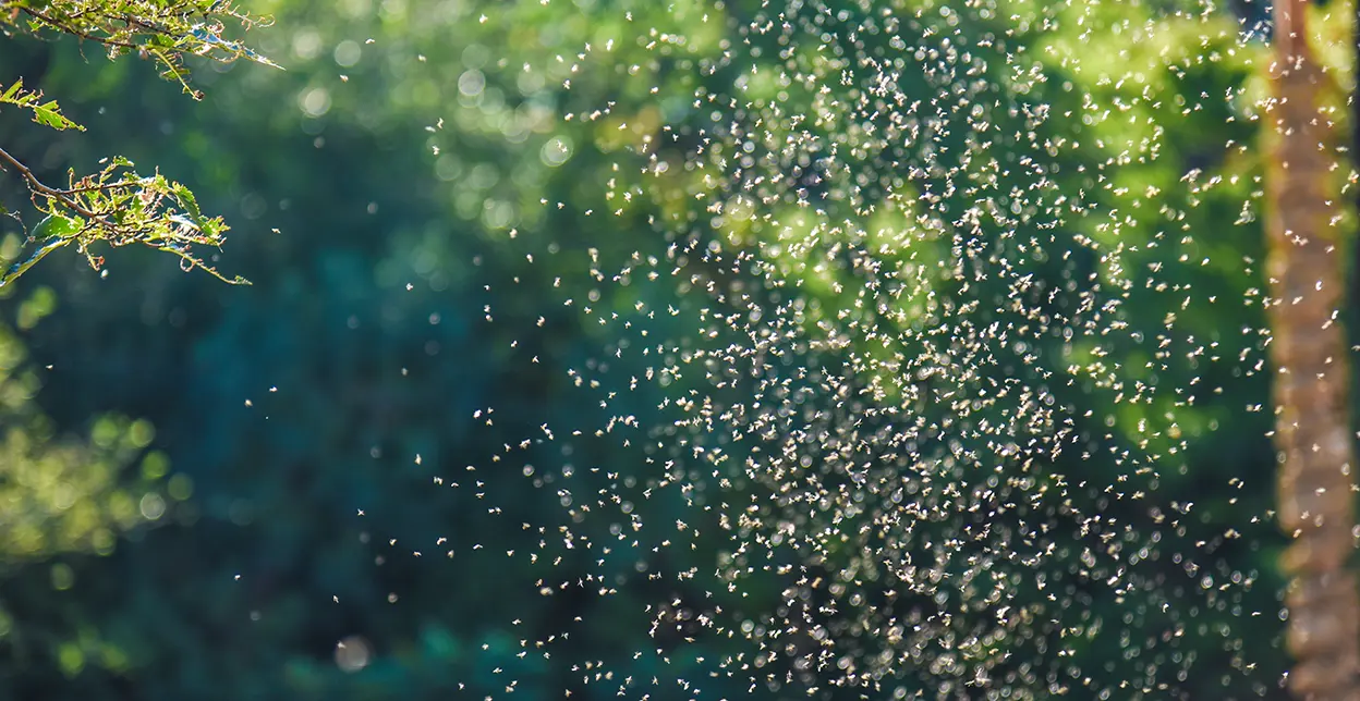 A picture of a group of gnats backlit by the sunlight.