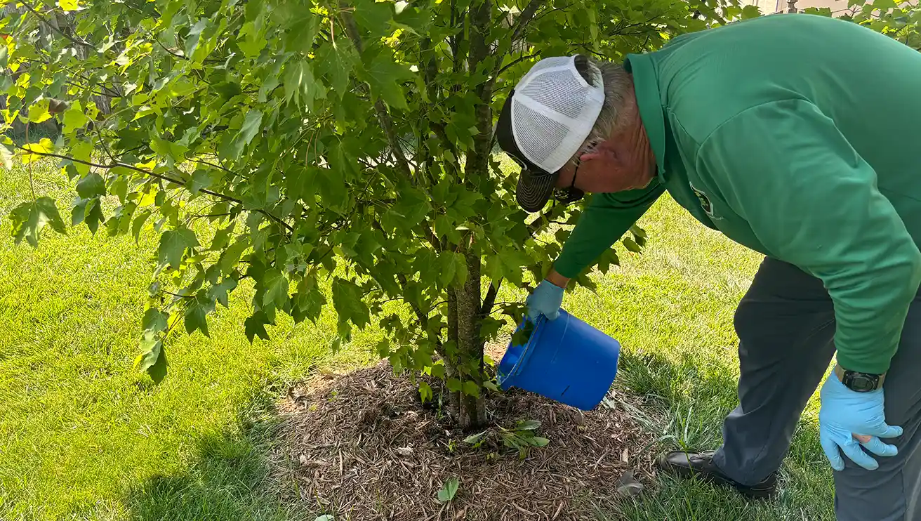 Mosquito Joe pro holding a bucket under a tree