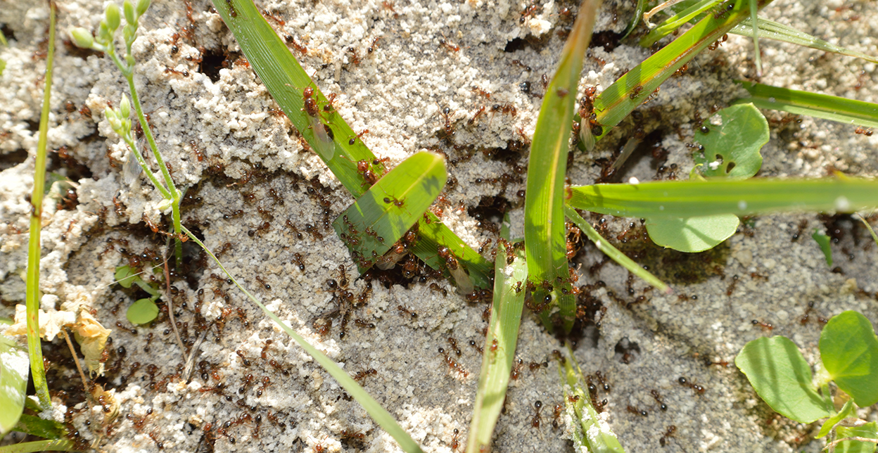 Ants in the garden.