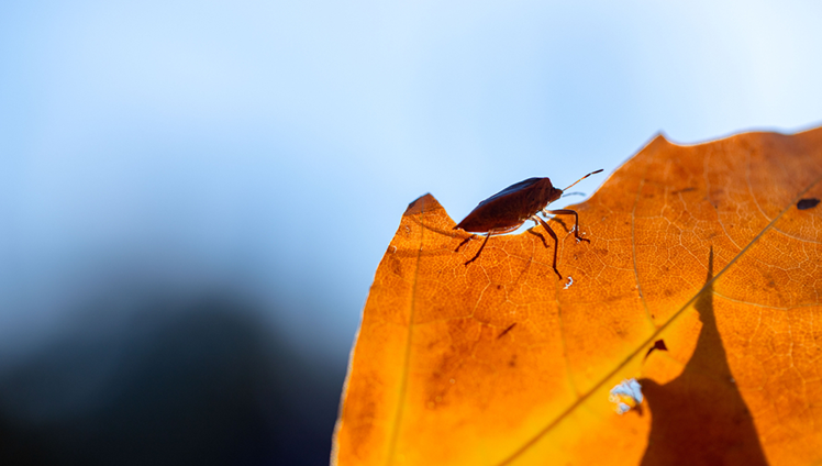 A bug on a leaf.