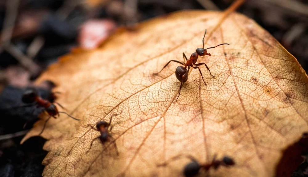 Ants-on-a-leaf-in-the-fall