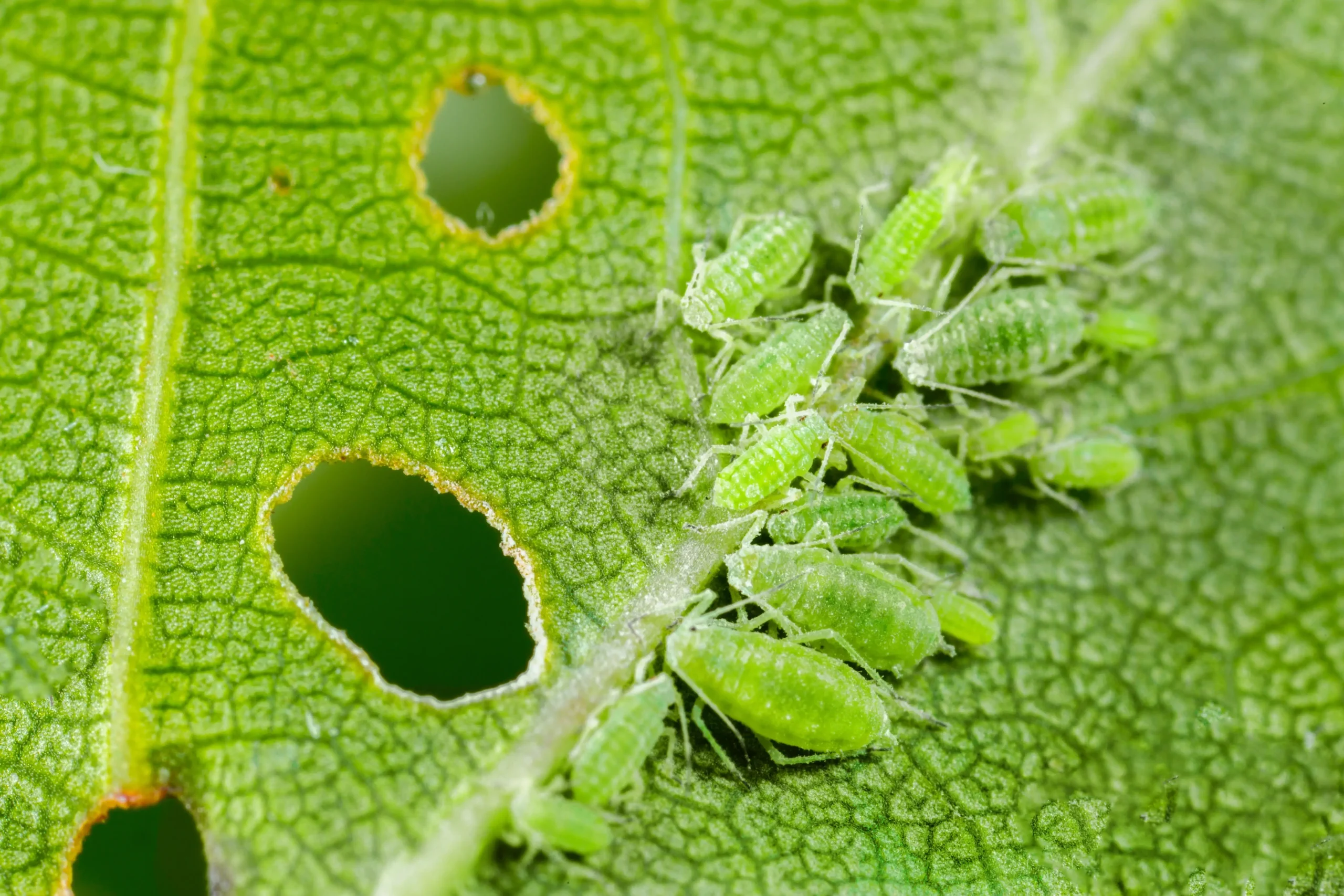 Aphids on a green leaf with bite holes