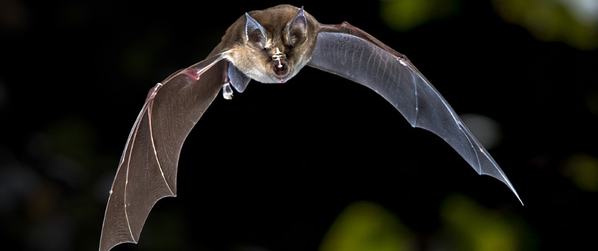 BatPic-What-Eats-Mosquitoes