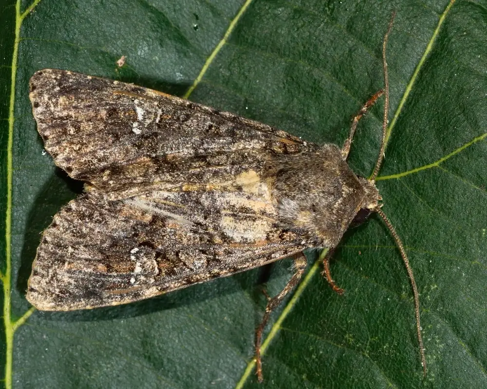 Up close view of top of cabbage moth on leaf