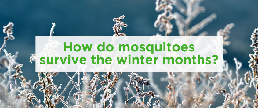 mosquitoes-survive-the-winter-months