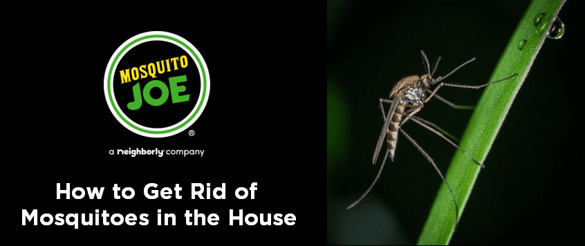 How-to-Get-Rid-of-Mosquitoes-in-the-House