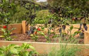 Tomato Garden