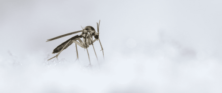 Cold Kill Mosquitoes