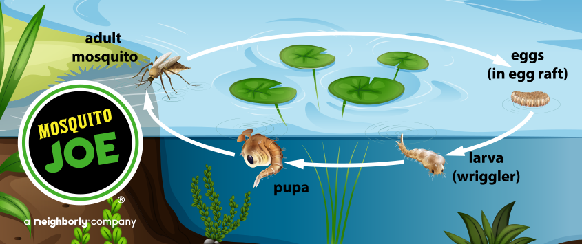 lifecycle of mosquitoes blog