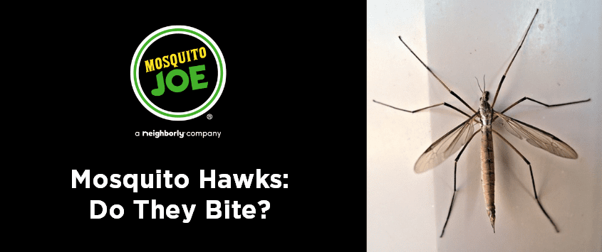 Mosquito-Hawks-Do-They-Bite