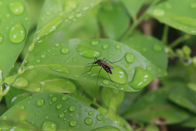 mosquito on a leaf