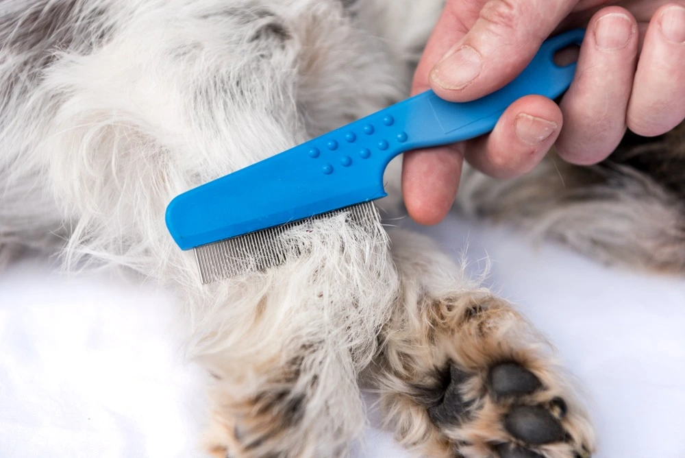 Close up of dog skin and dermatitis from flea bites.