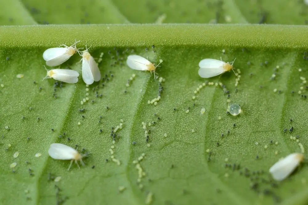 Whiteflies and larvae on a leaf