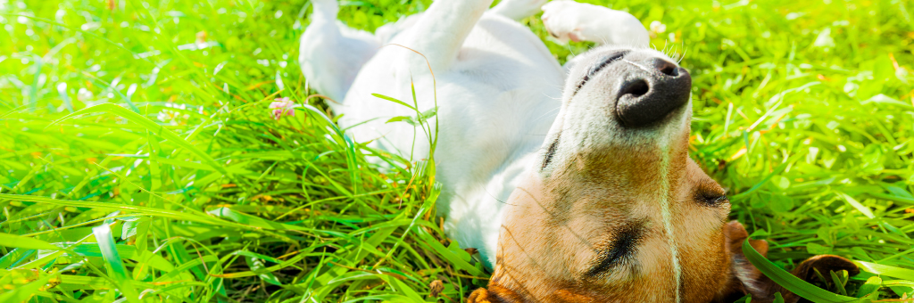 bigstock dog at park