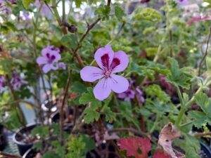 Mosquito repellant flower outside 