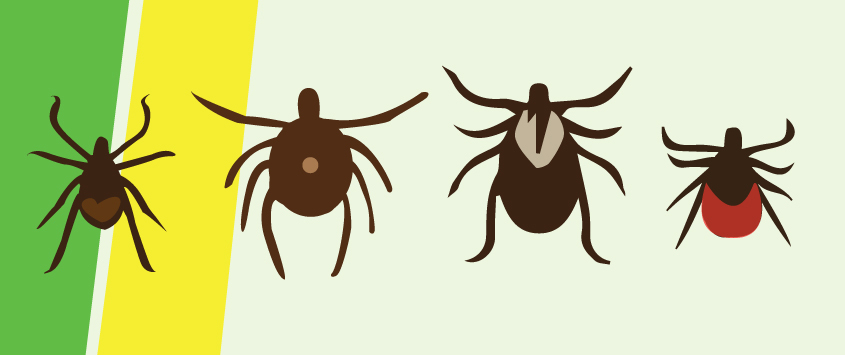 do-all-ticks-carry-lyme-disease