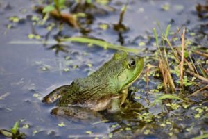 green frog in pond