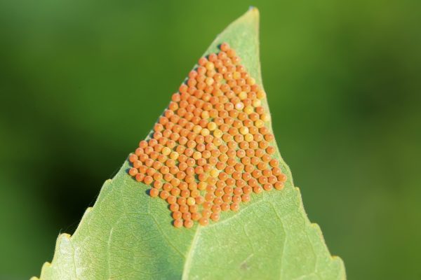 insect egg