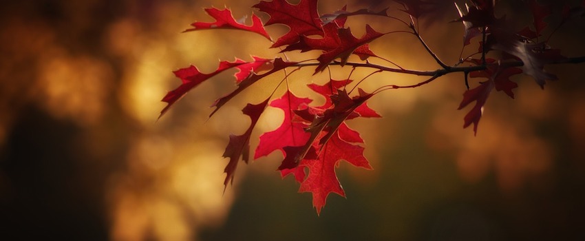 maple-leaves