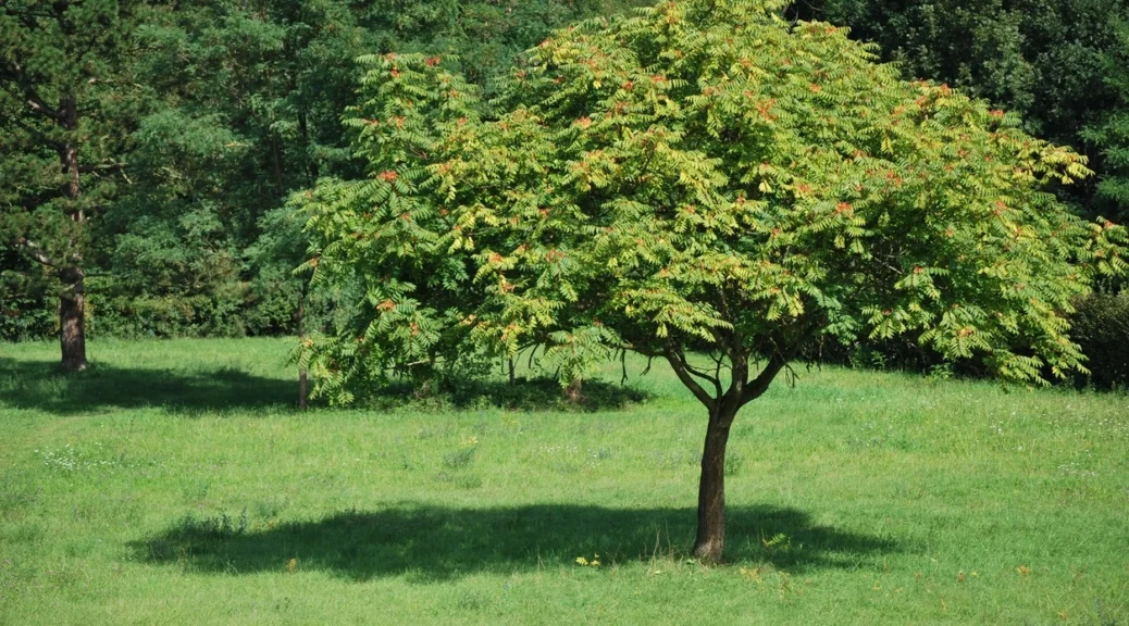 trees of heaven