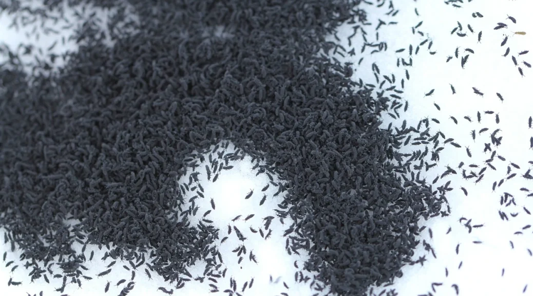 moj-large-group-of-black-snow-fleas-clustered-in-snow