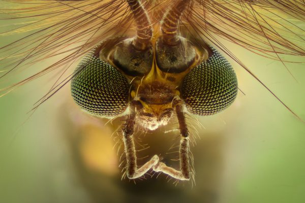 mosquito-head