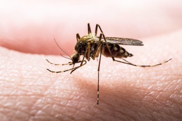 Mosquito on skin about to bite