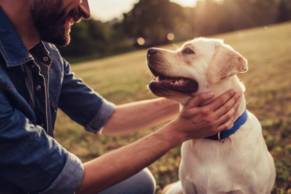 owner-petting-the-dog