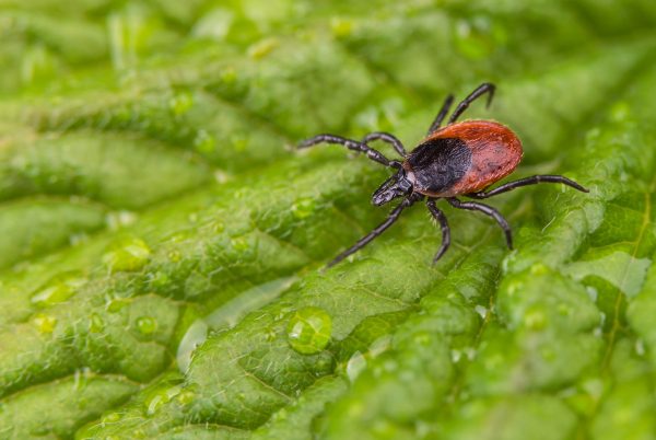 tick on leaves